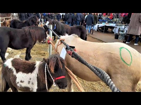 Ein Herz für Pferde- wohin kommt der Rest- Pferdemarkt in Hedel (NL) 07.11.2022