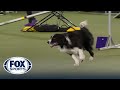 Kaboom The Border Collie Wins Third Overall 24 Class At 2022 WKC Masters Agility FOX SPORTS