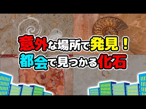 微化石について詳しく解説