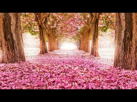 Top 40 prettiest flowers wallpapers