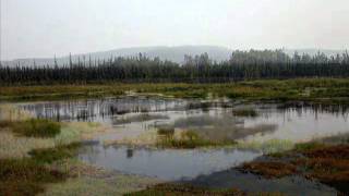Steve Earle Me and the Eagle