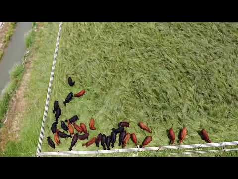 Time lapse: cattle grazing
