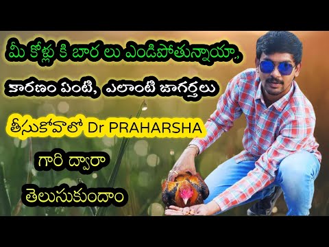 మీ కోళ్లు కి బార లు ఎండిపోతున్నాయా, కారణం ఏంటి...? #Dr_PRAHARSHA గారి ద్వారా తెలుసుకుందాం.#part...5.