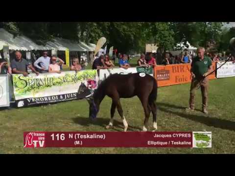 Sprinter Sacré Show 2018 : Lot 116 - N (Teskaline)