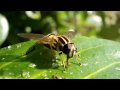 T K S A Bugs Life In Short