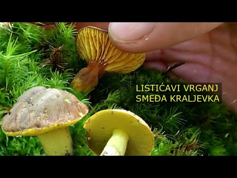 Listićavi vrganj | Smeđa kraljevka | 22 Avgust 2020 |