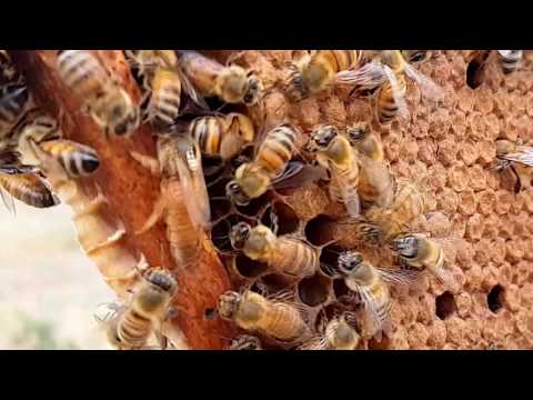 Первый рой 2017