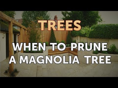 When to Prune a Magnolia Tree