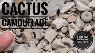 Cactus Camouflage