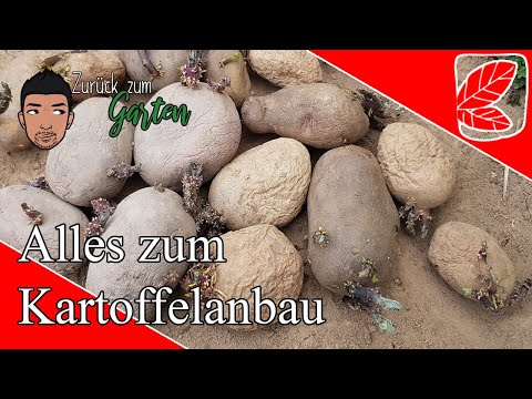 , title : 'Kartoffeln Tipps zu Düngen, Vorkeimen, Schädlingen uvm.'
