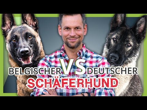 Deutscher vs. Belgischer Schäferhund - Wer gewinnt das DUELL?