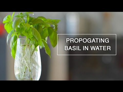 download lagu mp3 mp4 How To Regrow Basil, download lagu How To Regrow Basil gratis, unduh video klip How To Regrow Basil