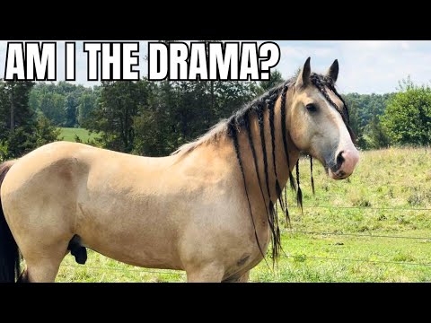 I Had To Move My Entire Herd Around Because Of One Horse!