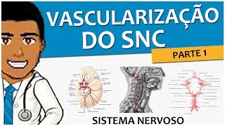 Sistema Nervoso 11 – Vascularização SNC P1: Circulação Arterial Anterior e Posterior - Vídeo-aula