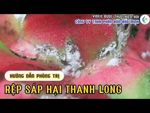 HƯỚNG DẪN PHÒNG TRỊ RỆP SÁP HẠI THANH LONG | Bảo Minh FE