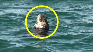 The Bizarre Mystery of Sea Otter 841