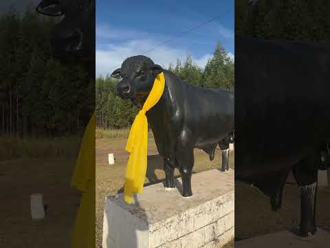 Fazenda Boi Preto - Ribas do Rio Pardo - MS