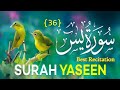 Tilawat Surah yaseen {Ep746} Best voice Telawat Quran Paak #surahyaseen #quran #islamicvideo