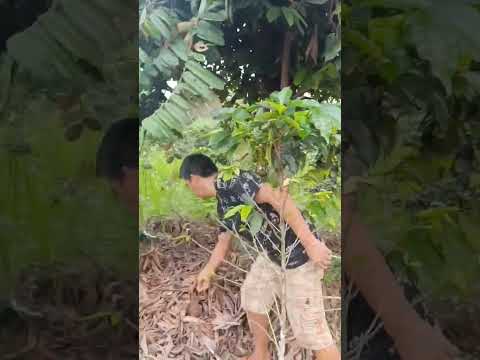 cacao de montaña Nueva Cajamarca Rioja san Martín Perú