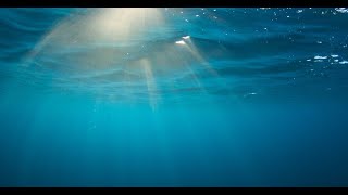 Strange fish found, live footage