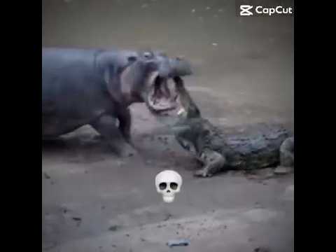 Hippo vs alligator ☠️🗿