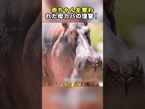 赤ちゃんを奪われた母カバの復讐！ #カバ #ナイルワニ #野生動物 #動物の戦い #自然界の掟