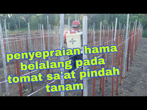 , title : 'penyepraian hama belalang, jangkrik pada tomat yg baru tanam'