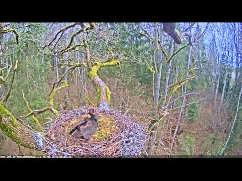 2016 04 16 9h39m    melnais starkis   a great tit visit the Female