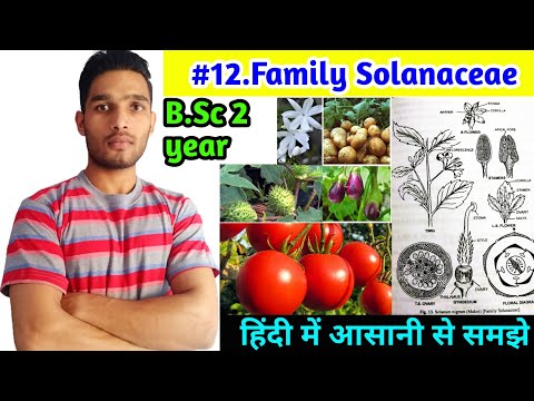 Family Solanaceae||Floral Characters||Vegetative characters and Economic importance||B.Sc 2year