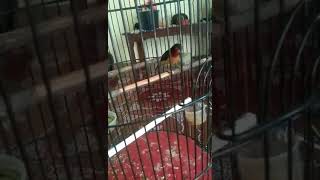 Download lagu Kowul Gacor Tembakan Istimewa #kowul #kicaumania #masteranburung #muraibatu mp3 Download lagu Kowul Gacor Tembakan Istimewa #kowul #kicaumania #masteranburung #muraibatu mp3