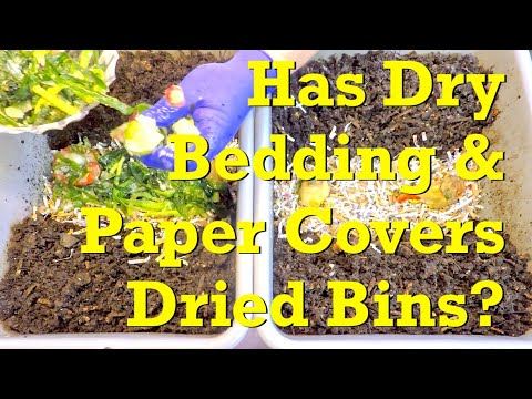 ANC worm bins 15 days after dry bedding added & plastic covers removed - vermicompost