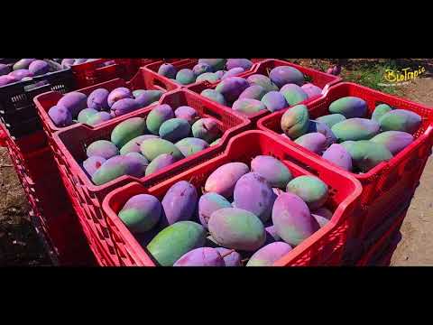 Biotropic Duisburg - Bio Mangos für eine Welt Import Bio Obst Gemüse Mangoreiferei