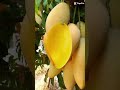 Sweet Mango Amazing Inside Short Trending Shd