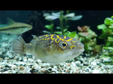 八字娃娃魚