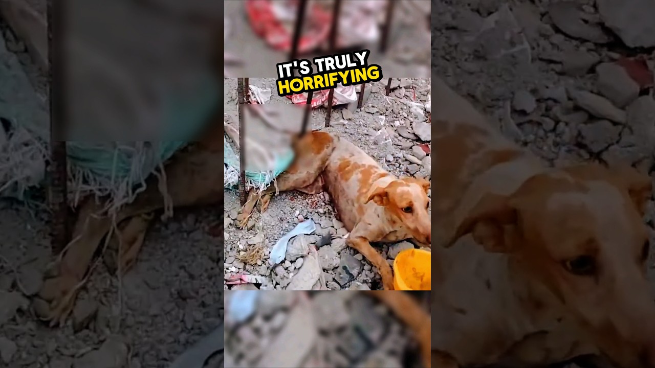 This dog impaled by a rusty rod and this happened 🥹💕 #animalrescue #heartwarming #wholesome
