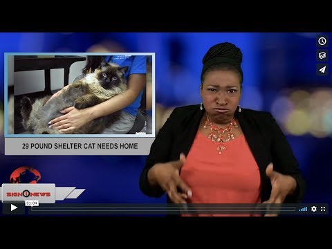 29 pound shelter cat needs home (ASL - 6.15.18)