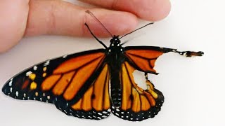 Woman Performed Surgery On Butterfly With Broken Wing, Next Day It Surprised Her.