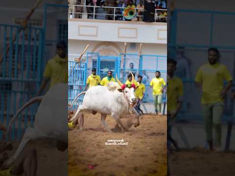 Jallikattu videos 35