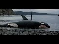 Orca The Killer Whale 1977 Orca Carries His Mate