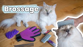Je teste 6 brosses et peignes pour les chats à poil long + des conseils | Tutoriel &amp; Astuces