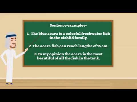 Acara  A WORD A DAY AWAD  Meaning, Pronunciation & Usage