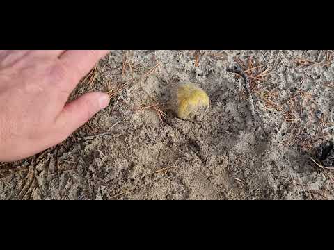 Gąska zielona pustynia błędowsks