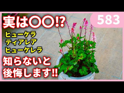 園芸 ハイクレア ホリー