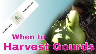 How to Tell When It Is Time To Harvest Gourds Video