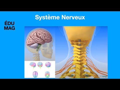 Système Nerveux Central et Périphérique
