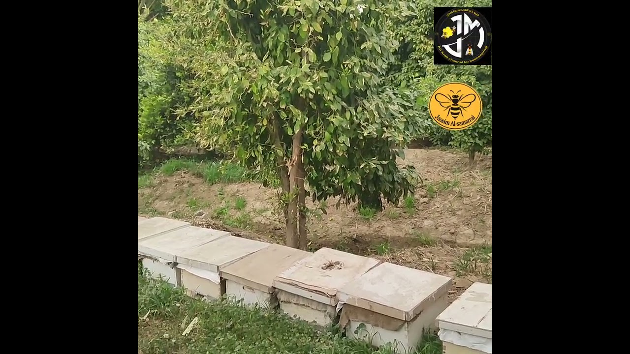 الانطلاقة النحلية يسبقها تقلبات مناخية يجب متابعة المنحل خلالها