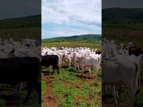 250 alqueires Goianos em Palmeirópolis TO - 62 9 8623 3788 Guilherme - Cf 36.567