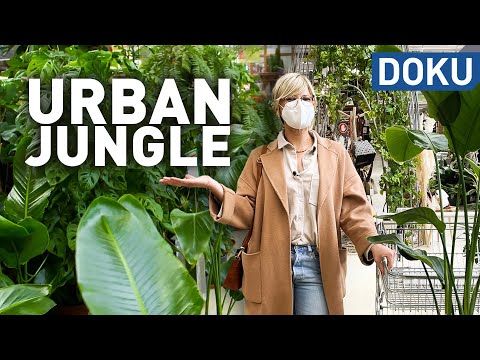Urban Jungle - Der Hype um Zimmerpflanzen | dokus und reportagen