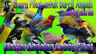 Download lagu SUARA PIKAT BURUNG RIBUT || KUTILANG RIBUT || UNTUK  PIKAT BURCIL | PALING AMPUH | ANTI ZONK mp3