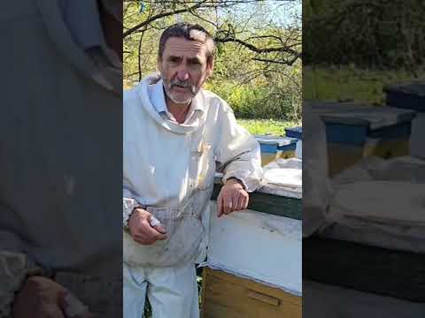 Ротационное содержание и разведение повышает устойчивость пчёл к болезням #bee #beekeeper